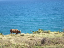 St Kitts Train Ride15